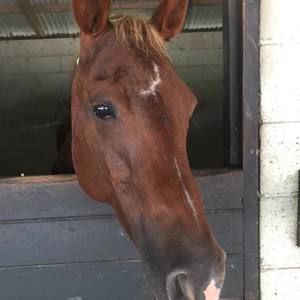 Meet your Posher, Judy